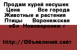 Продам курей несушек › Цена ­ 350 - Все города Животные и растения » Птицы   . Воронежская обл.,Нововоронеж г.